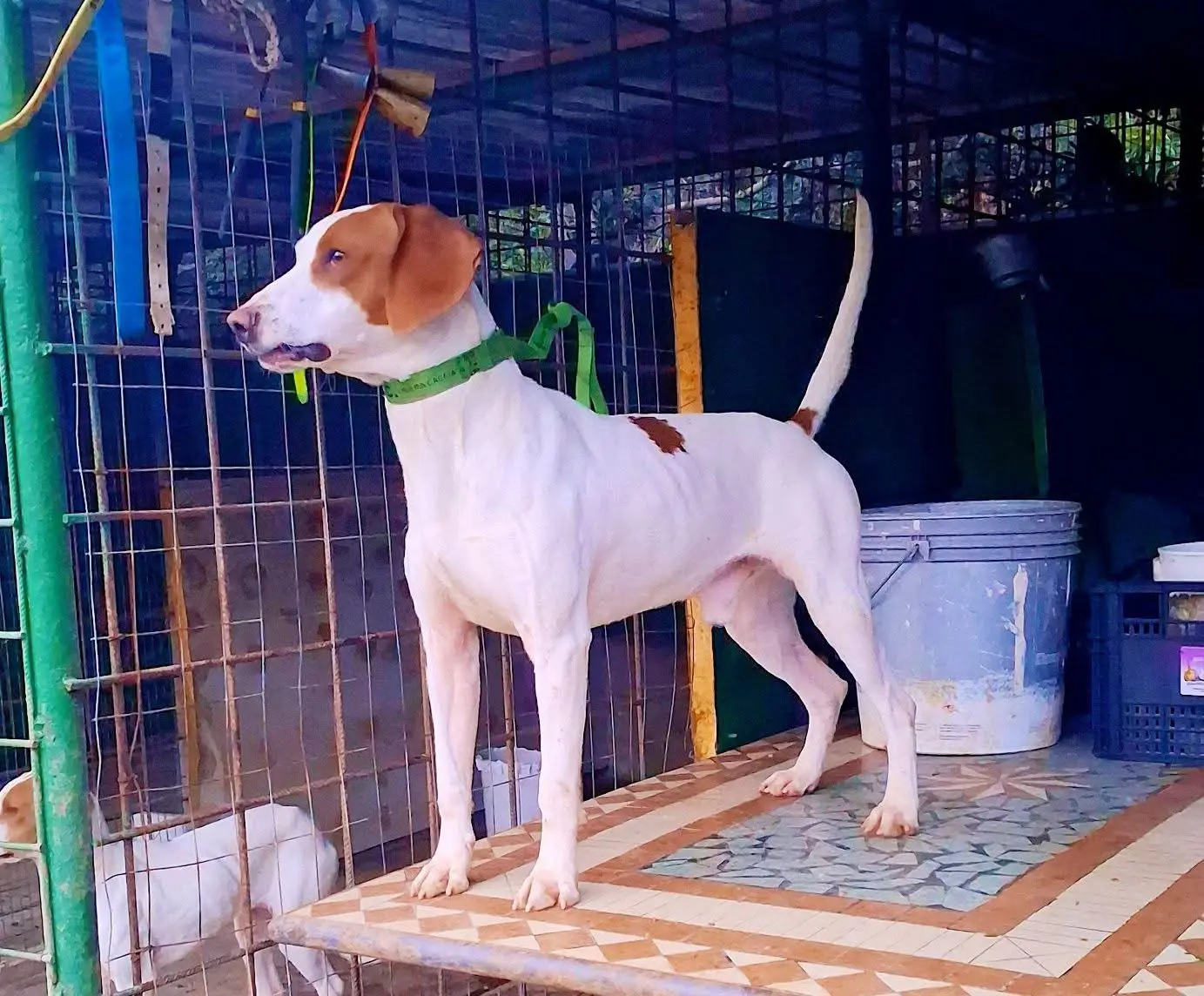 伊斯特拉猎犬 巴尔干猎犬