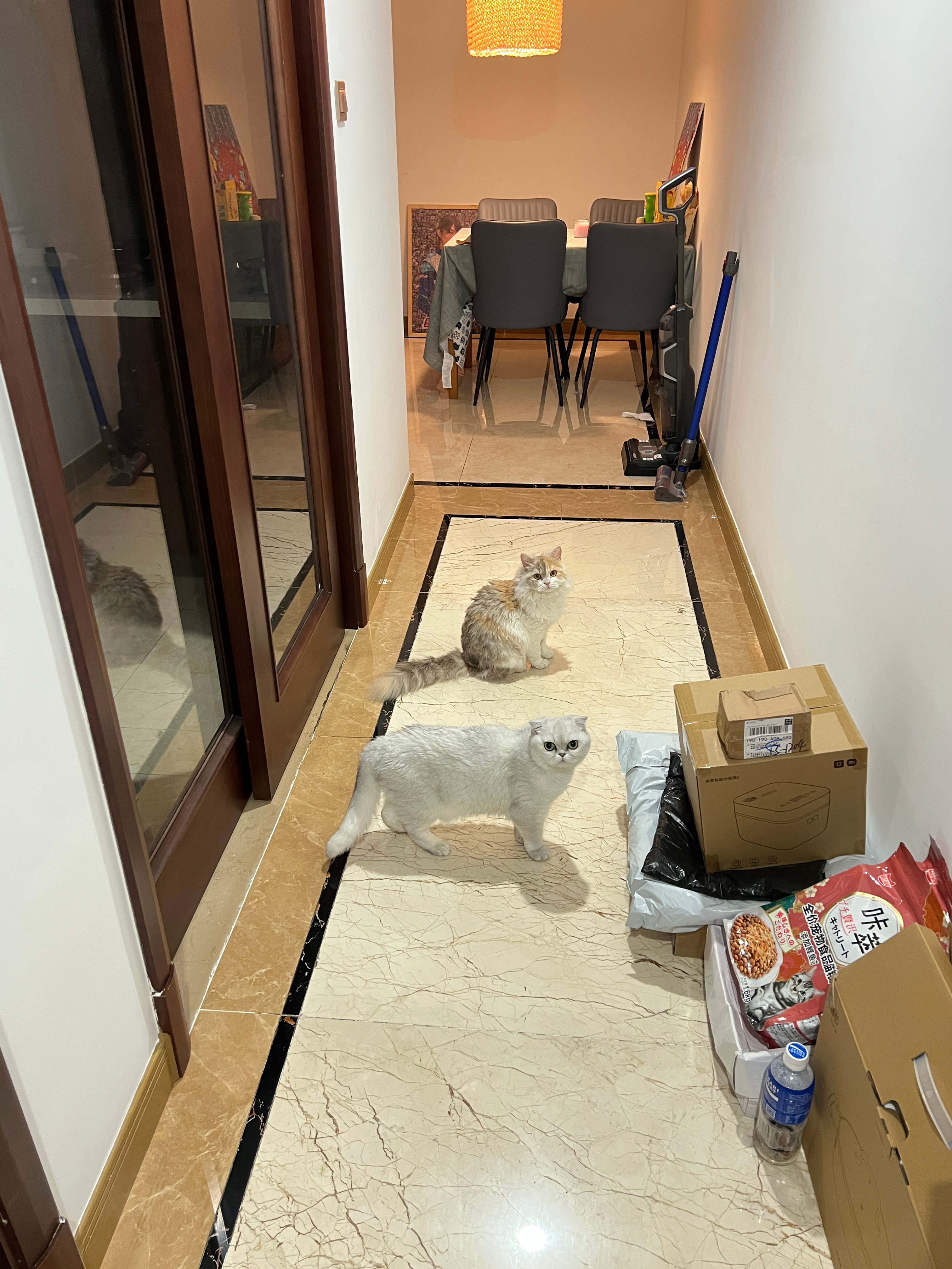 现在这俩猫学会在门口等我回来了[doge][doge] ​​​