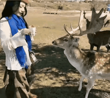 它可不懂怜香惜玉，不要在动物面前装矜持。远离危险动物，它们没有道德规范，更没有法