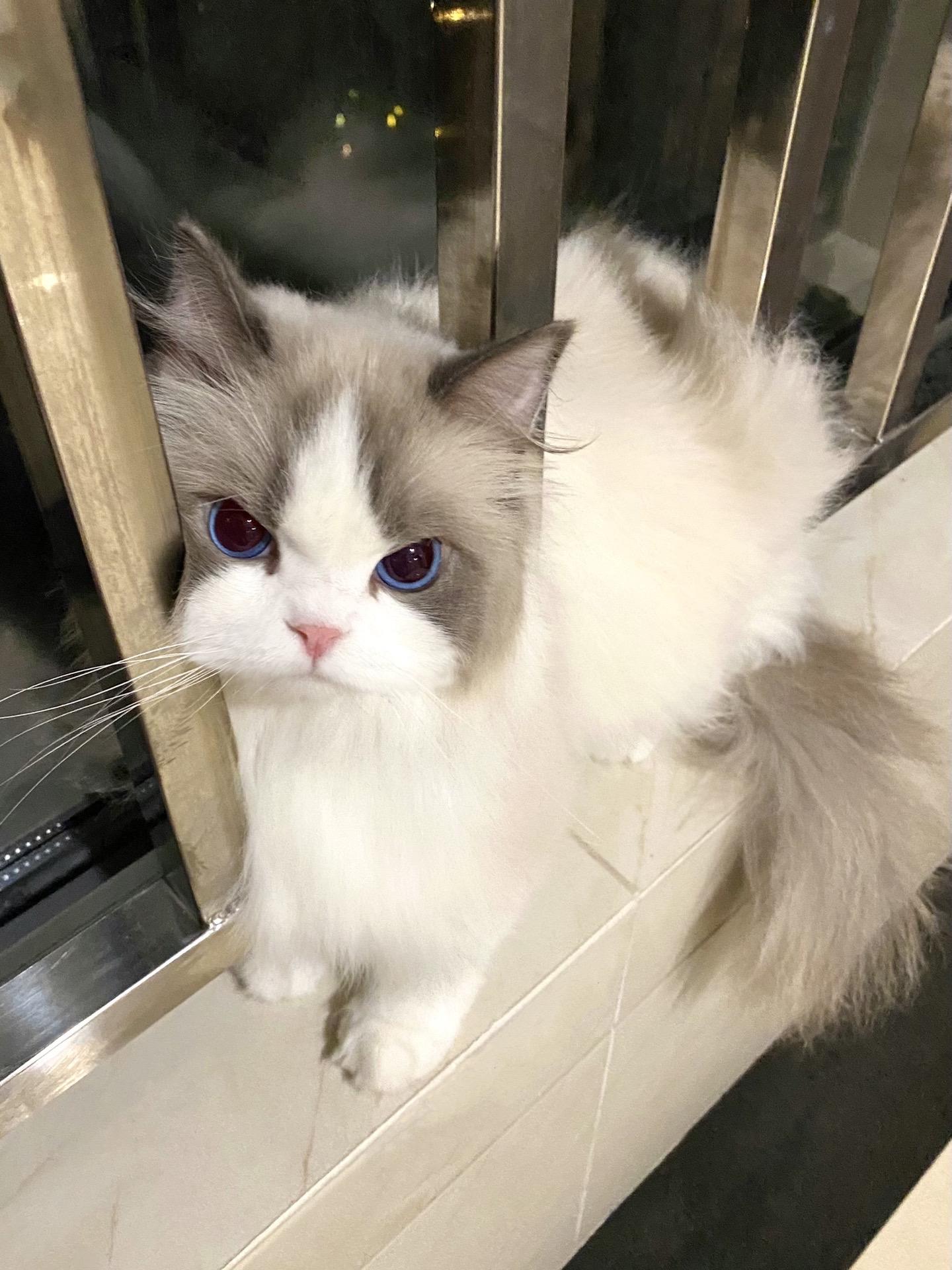 猫丢了一晚上 找猫找到眼泪哭干了。