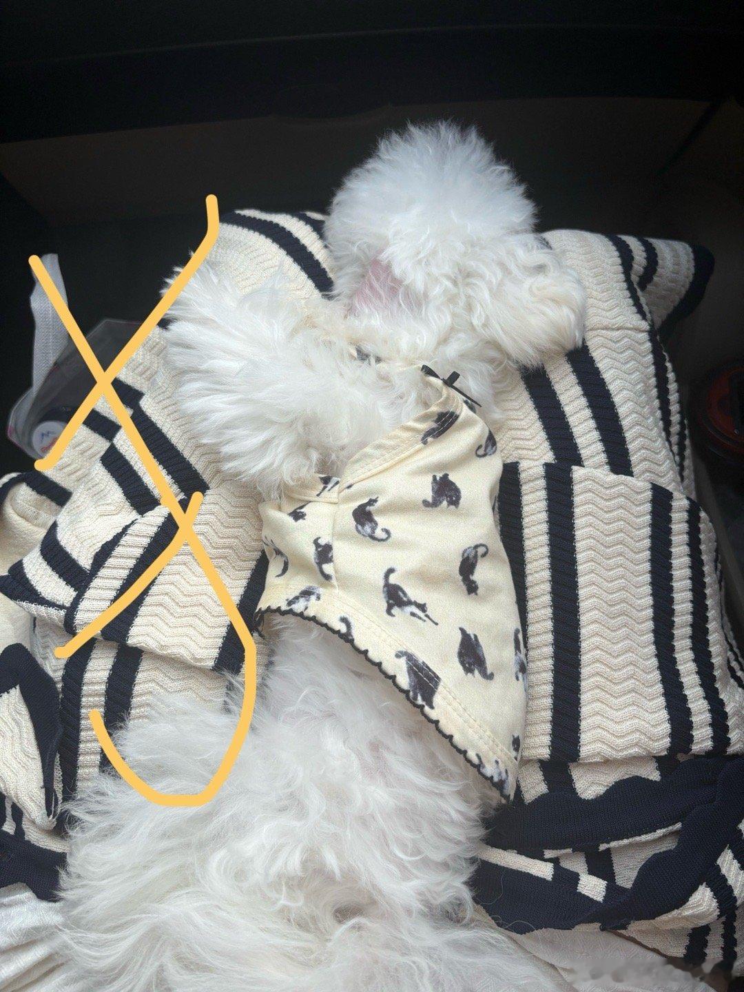 甜美小狗 ​​​