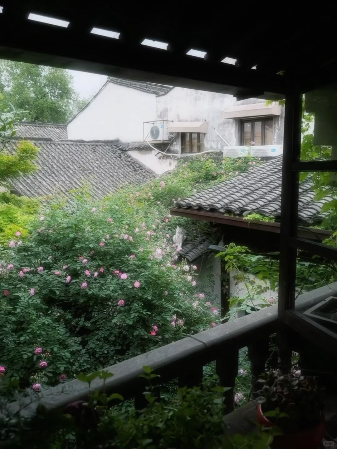 Live ◎“怎么好像有一阵风 在赶来的途中 说它懂我的梦” 