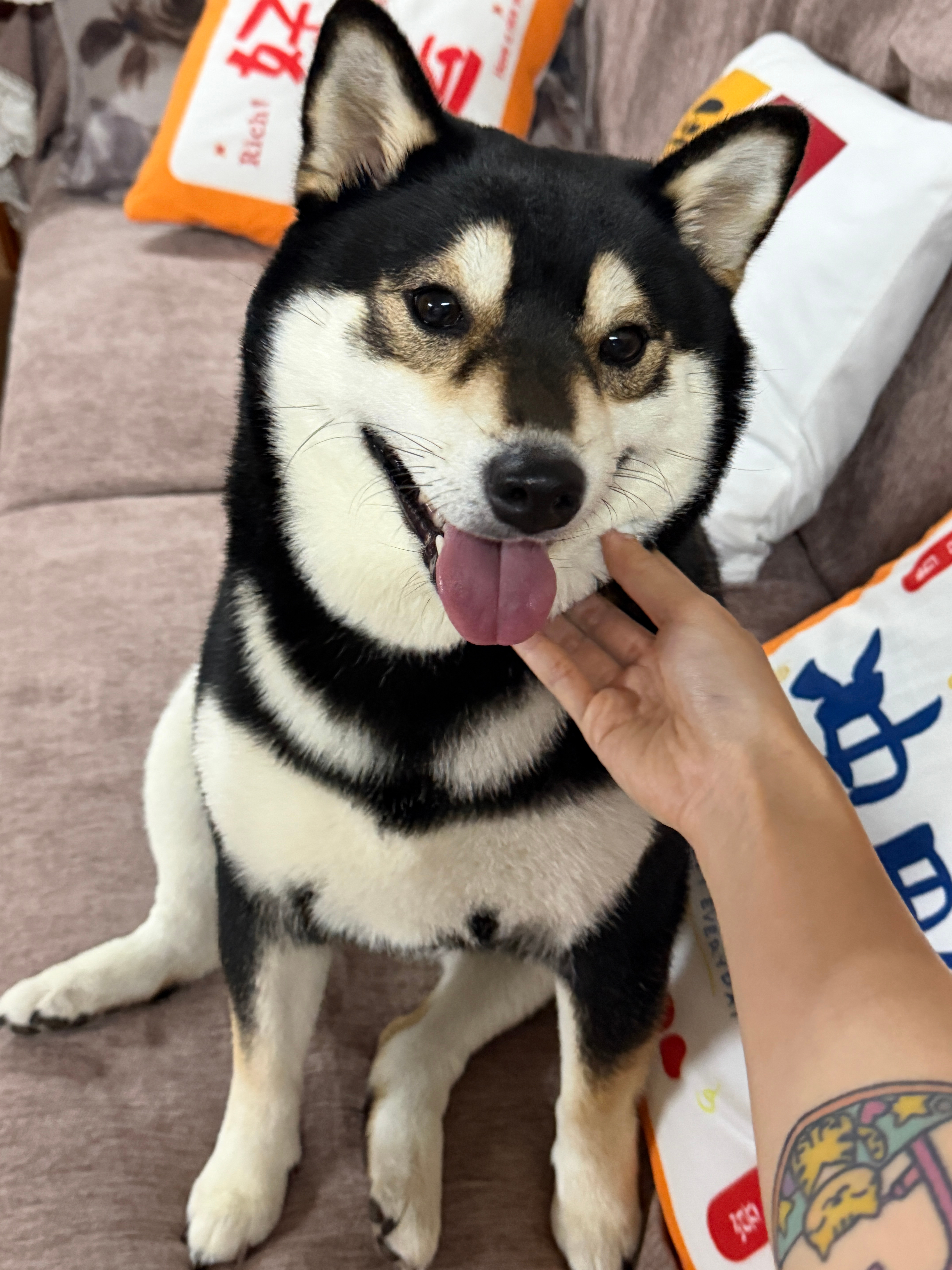 祢豆猪🐷真的是灵珠柴犬了又乖又可爱 