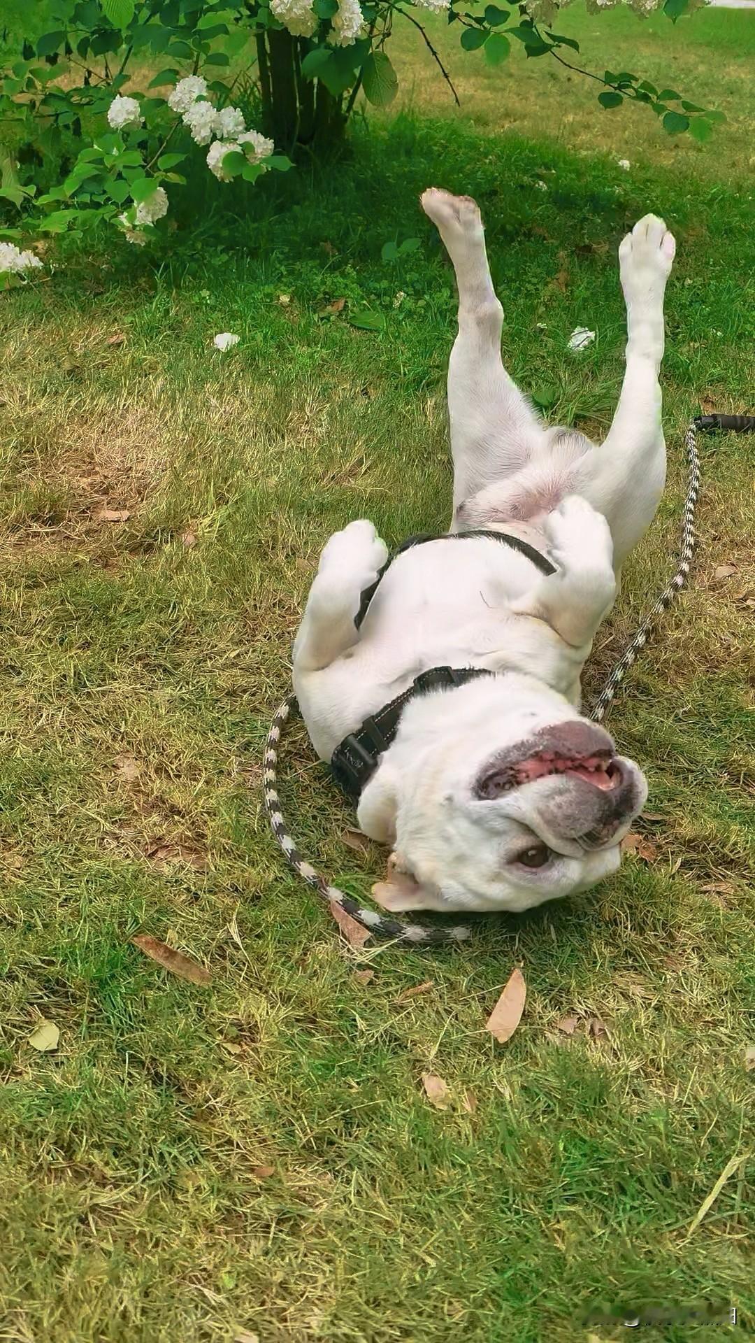 昨天在市民公园拍的，这小法斗快乐满分么