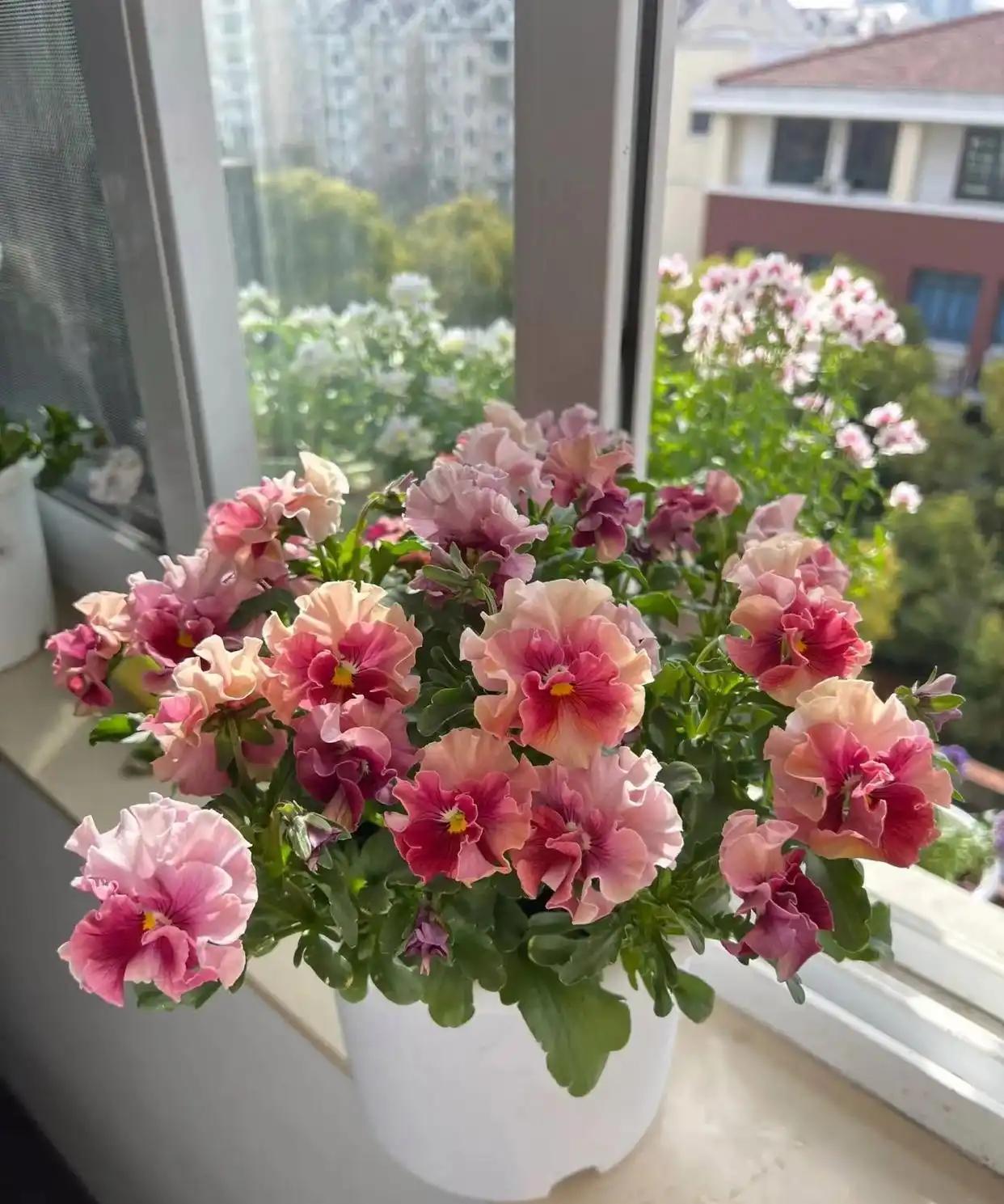 角堇是一种花期长、花色丰富且适合新手养护的冷凉型植物。
角堇在植物学分类上属于多