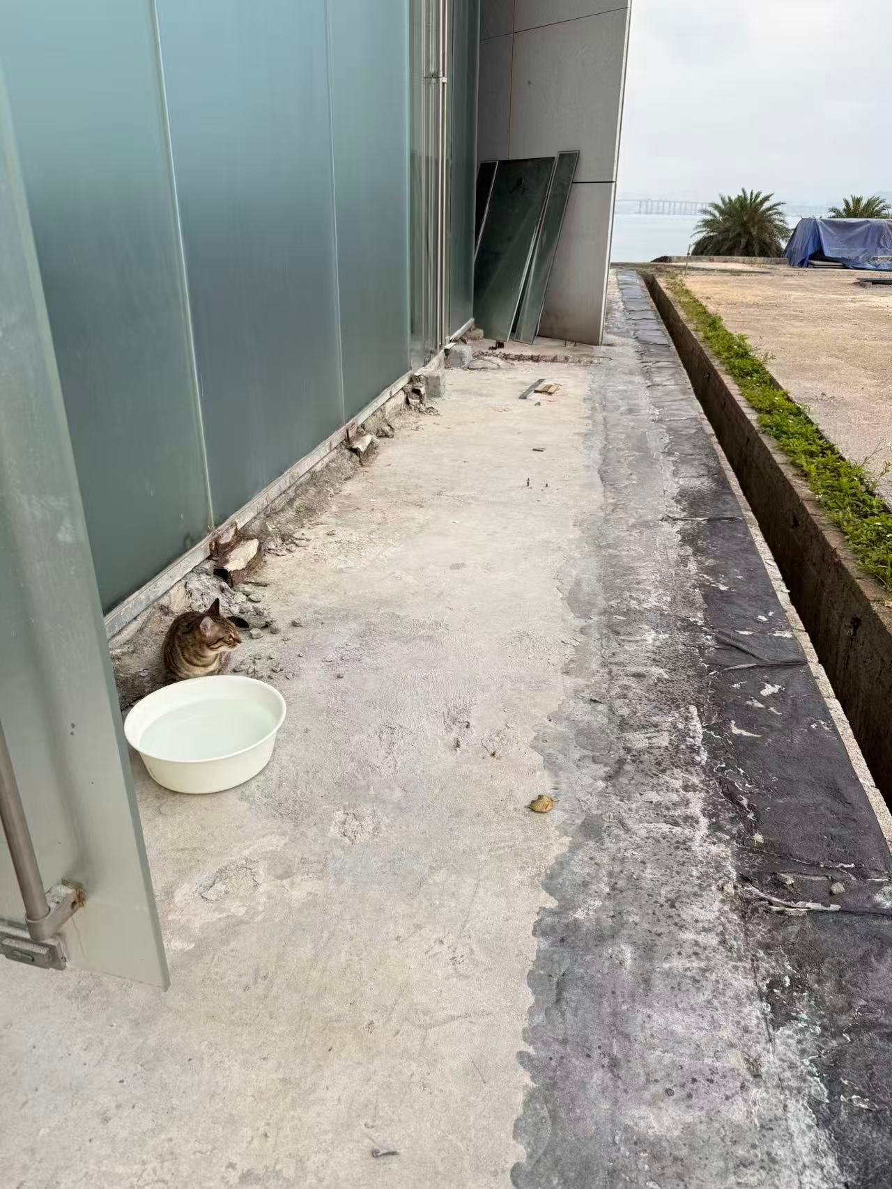 在门外给流浪动物留了一大盆水，除了小猫，还看到有鸟过来喝水。。流浪猫小猫