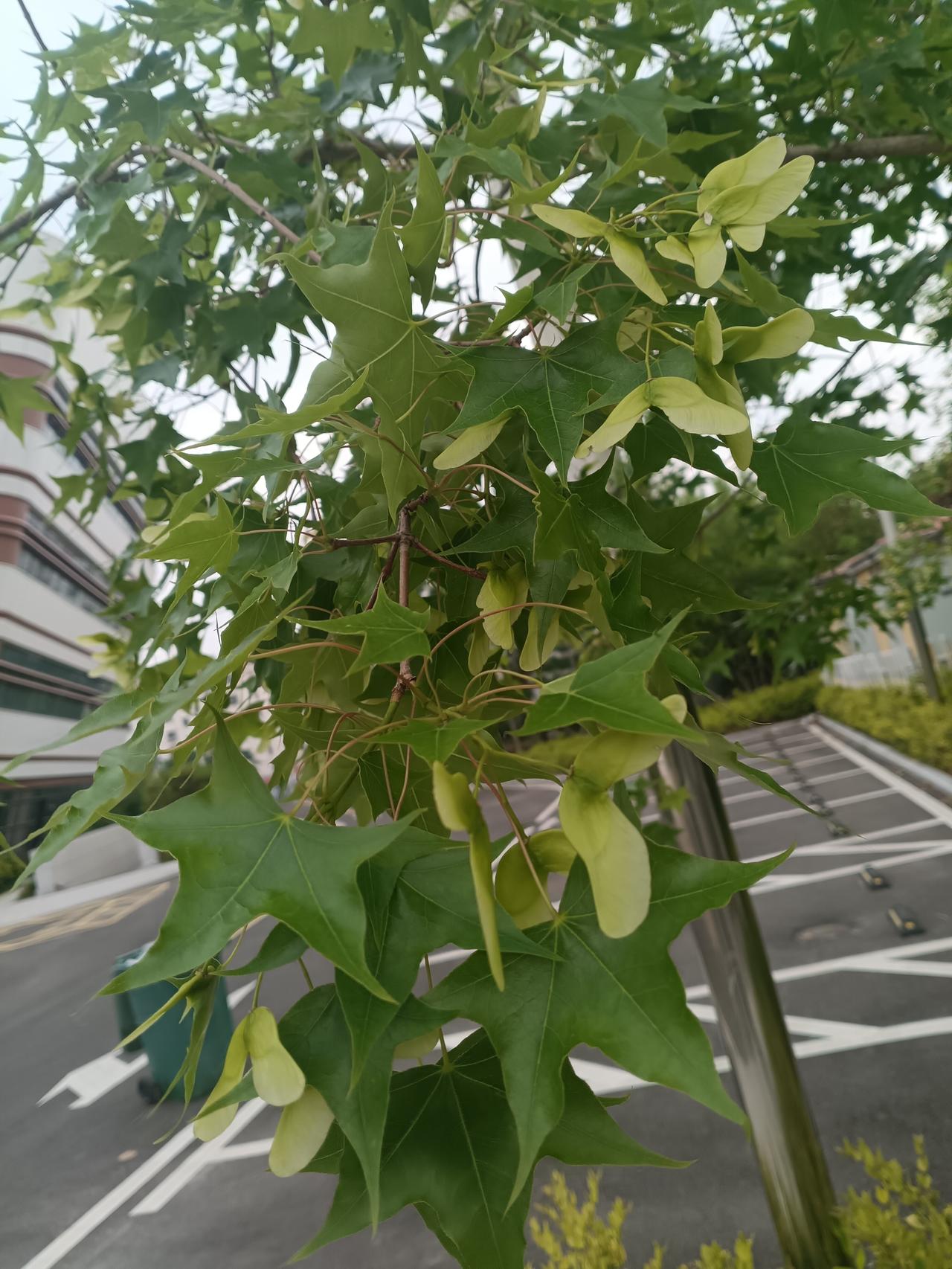 翠绿的枫树在元宝槭枝叶间，长出嫩绿色的翅果，像彩碟一样为街角增添了几分灵动诗意。