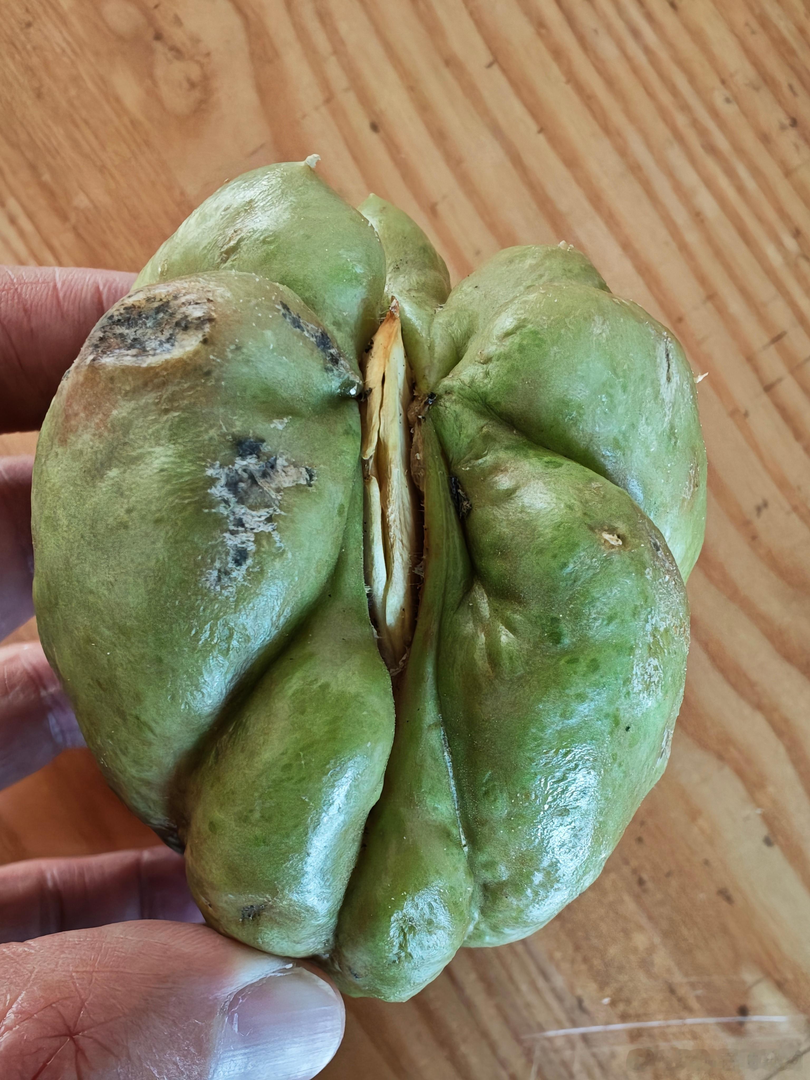 佛手瓜冒芽是这个样子 