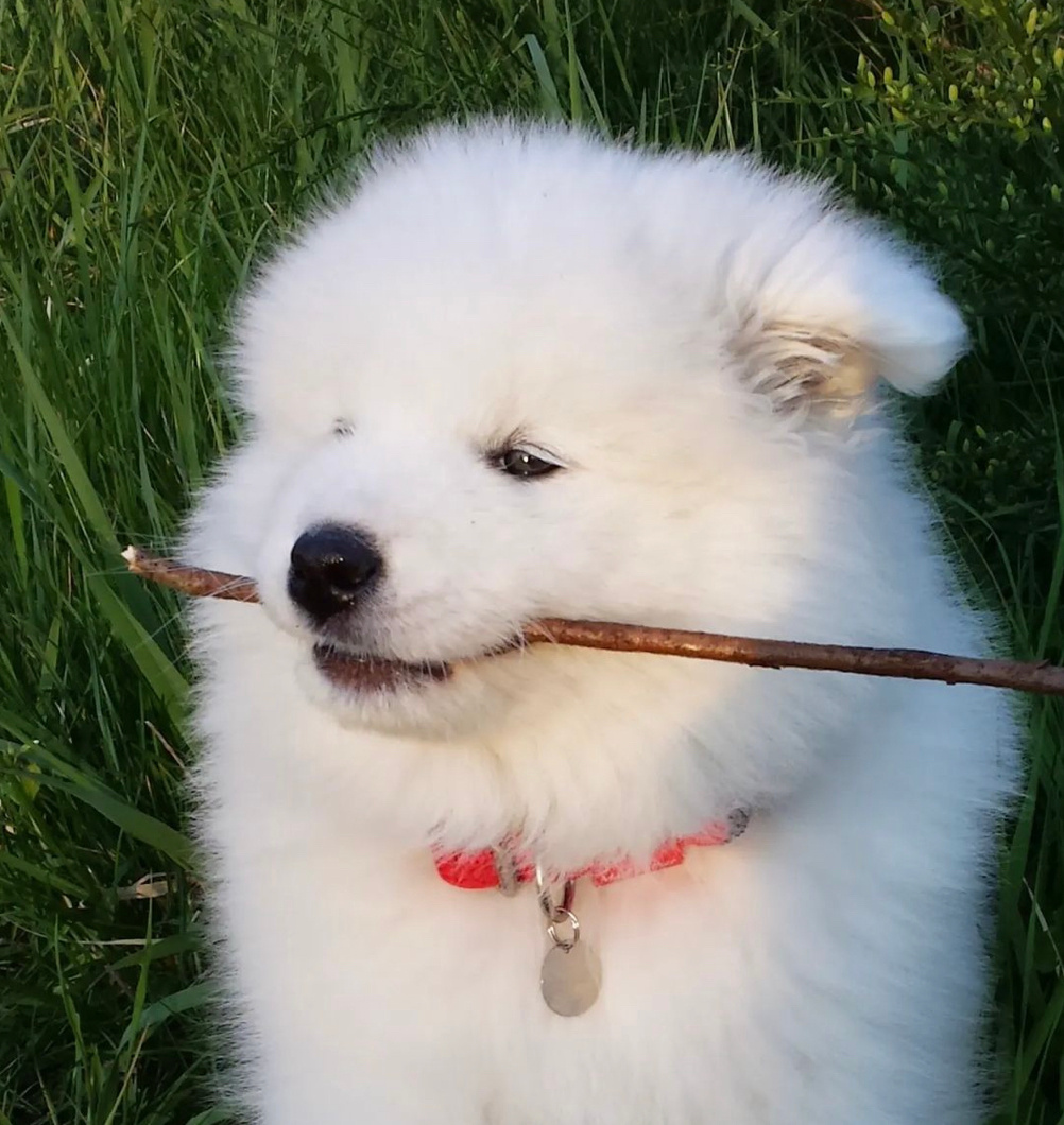 侠客耶耶：在下耶某人，特此唐突一问，贵府之炊烟可曾袅袅升起，耶某欲厚颜无耻，前来