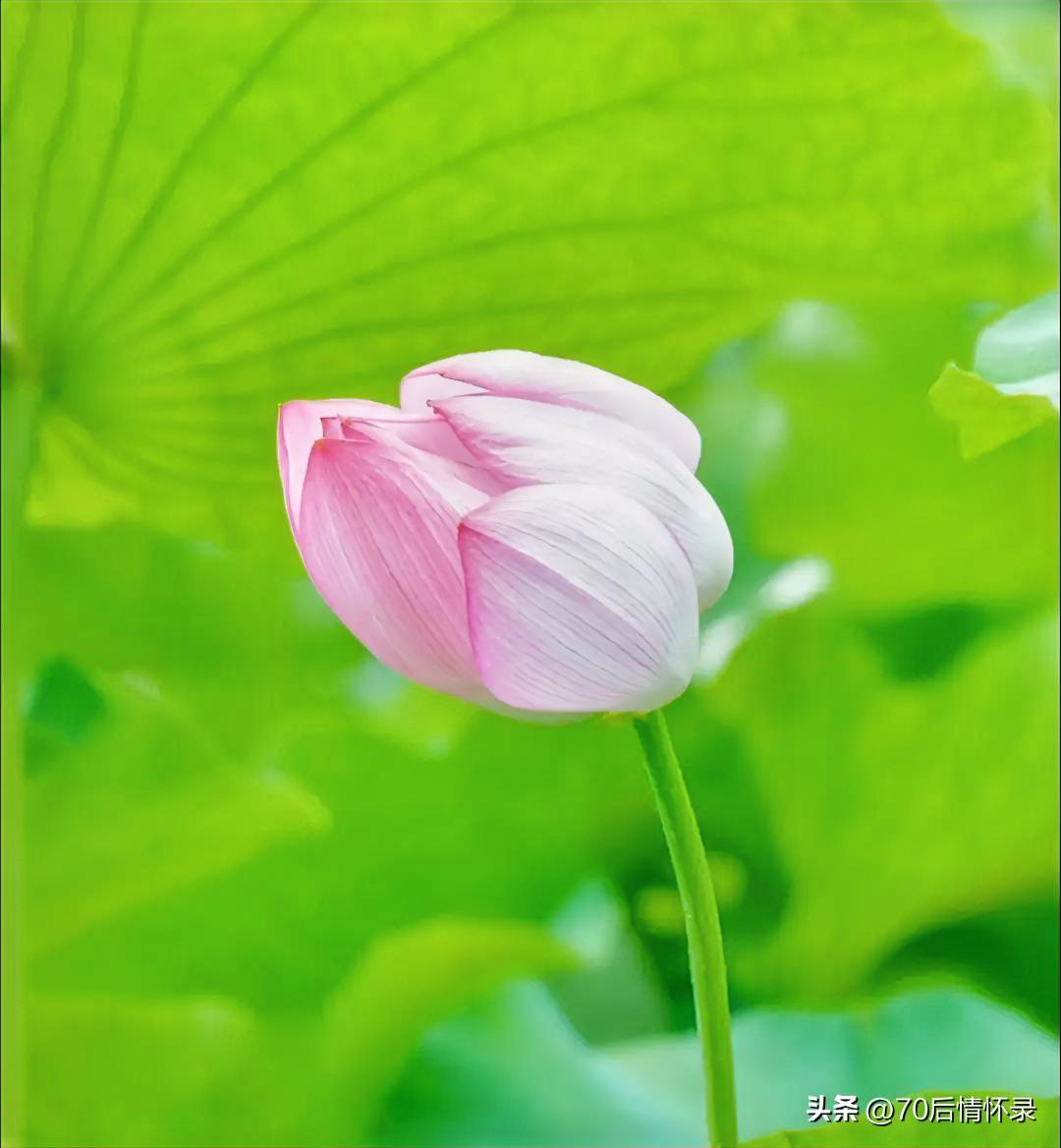 《七绝·雨霁观荷》
疏雨初收赏碧塘，粉苞新蕾带青妆。
流年恰似荷间韵，婉转清歌漫