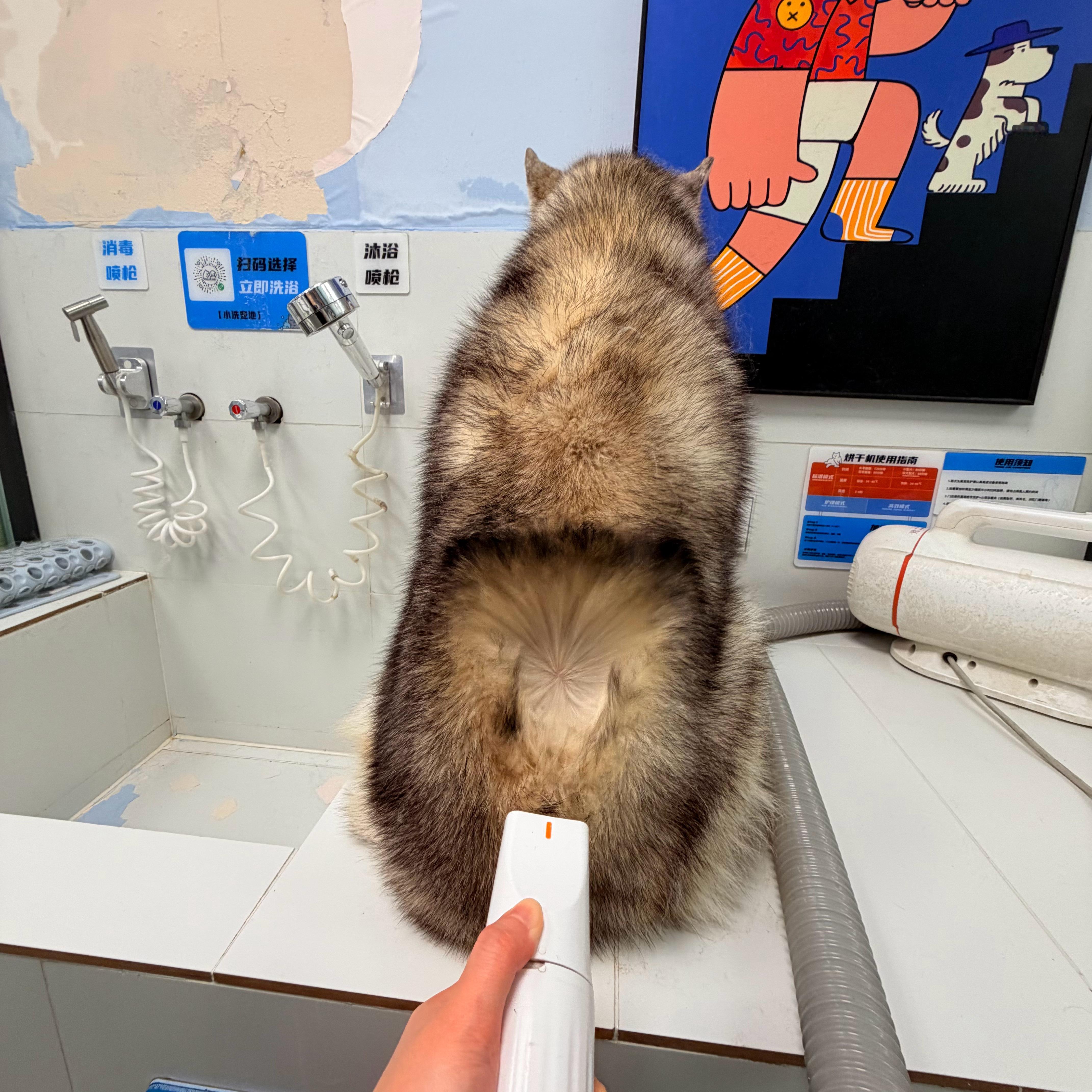 哈士奇  洗香香过春节！！！各位都准备好了吗