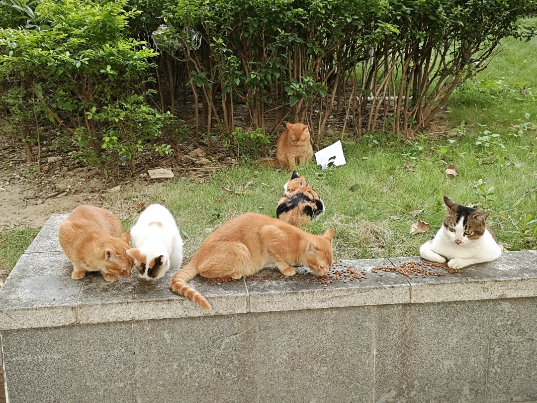 咪的天，路边的草地里长了一坨猫🥹