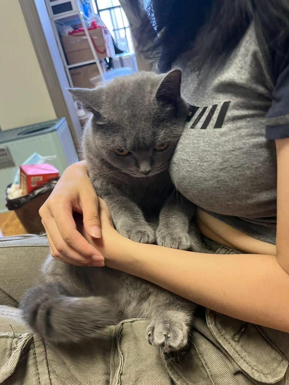 这只黑猫警长有点凶，龇牙咧嘴的[呲牙]