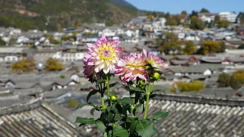 分享一下我见过的含露怒放的花朵美景。
丽江古城的秋天，是赏菊的好时候。清晨，菊花