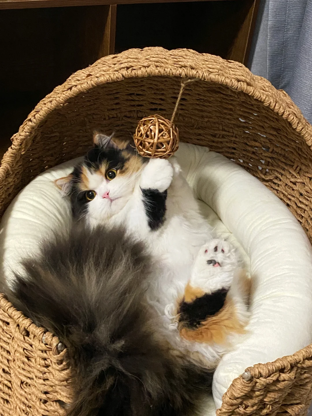 小猫脚 谁敢闻？