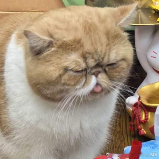 49696【丑猫】展示猪肝 