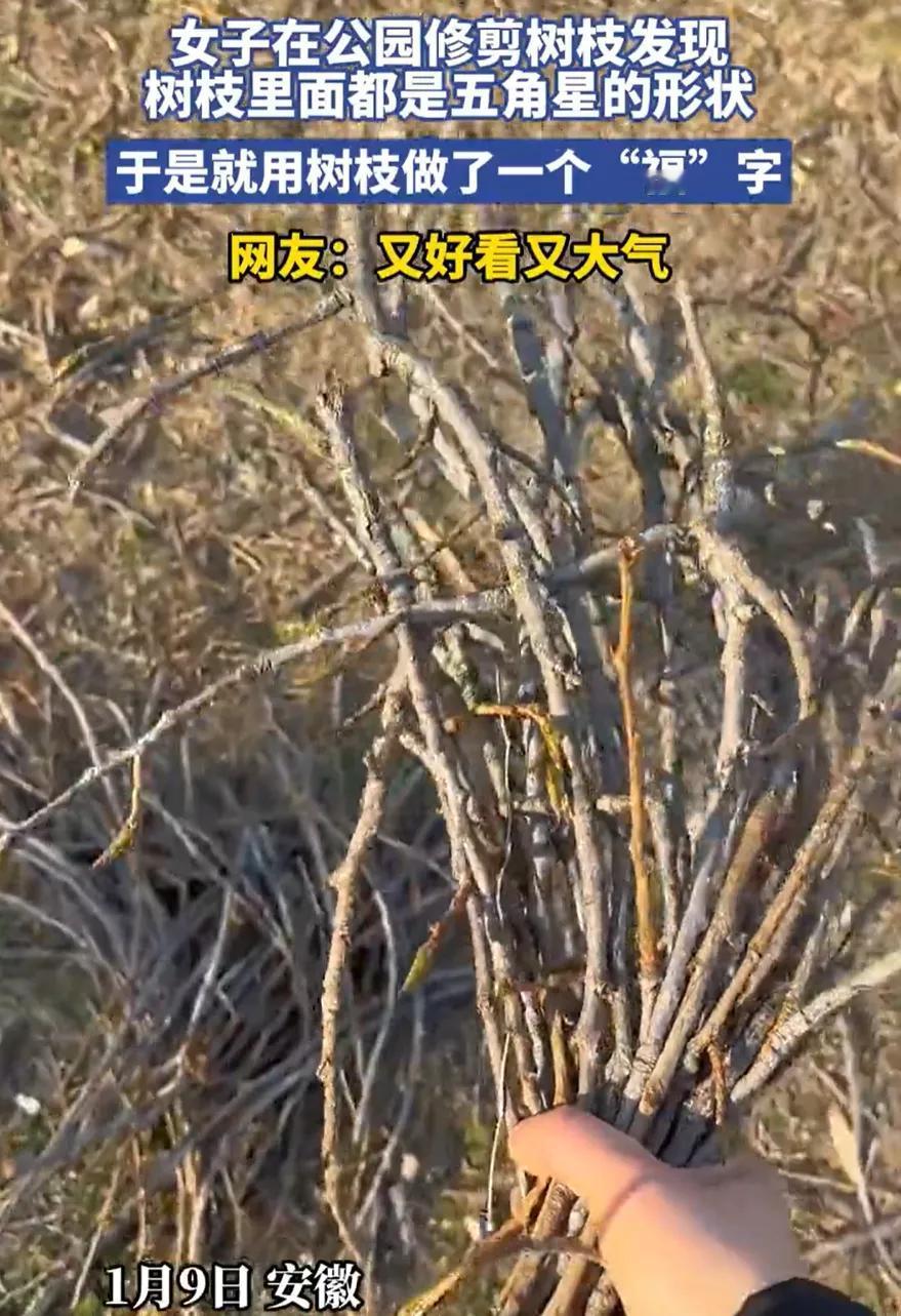 安徽一女子到公园修剪树枝，竟意外发现每根小树枝的横截面，都有一个整齐的天然五角星