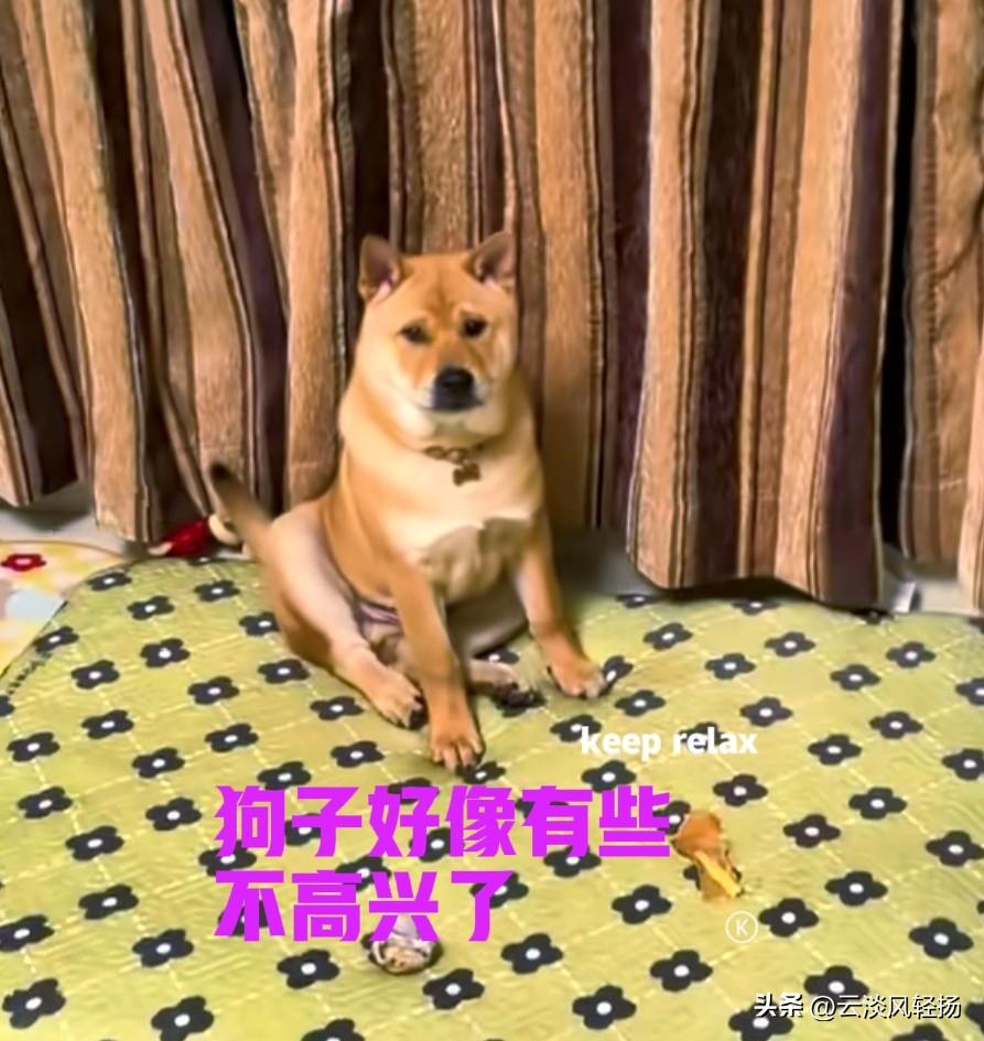 这几天厂里比较忙，晚上要加班到十一点钟，家里的狗子也没有时间遛。到家的时候，狗子