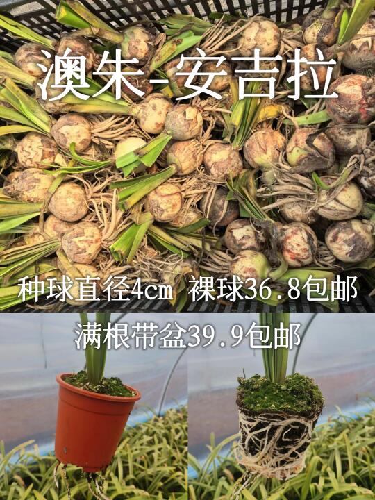 4cm的安吉拉裸球36.8，满根带盆39.9上海发货