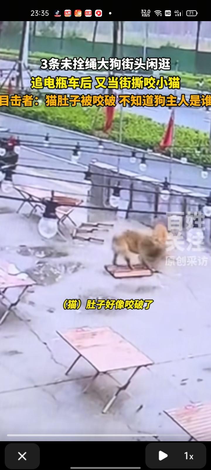 9月6日，山东淄博。三条狗在街头闲逛，其中两条突然攻击一只小猫，附近商铺的监控记