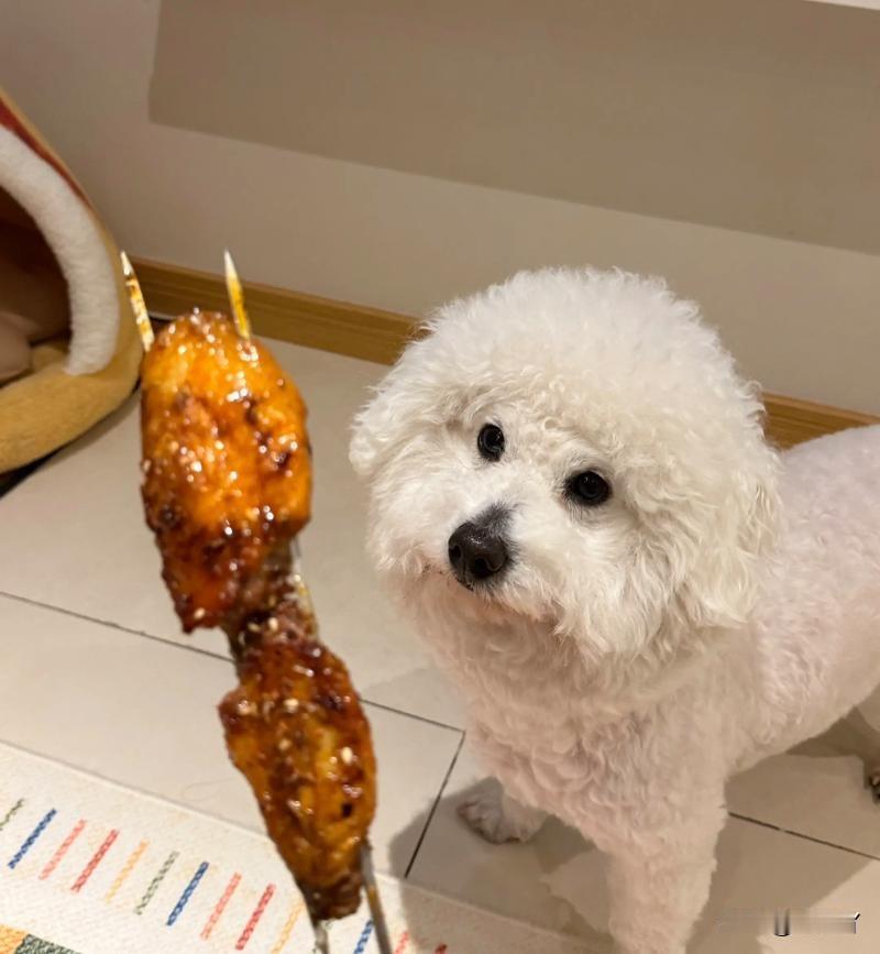去餐厅吃烧烤，看到有顾客带狗进来反馈给老板，结果我被撵了出来！

昨天经历了非常