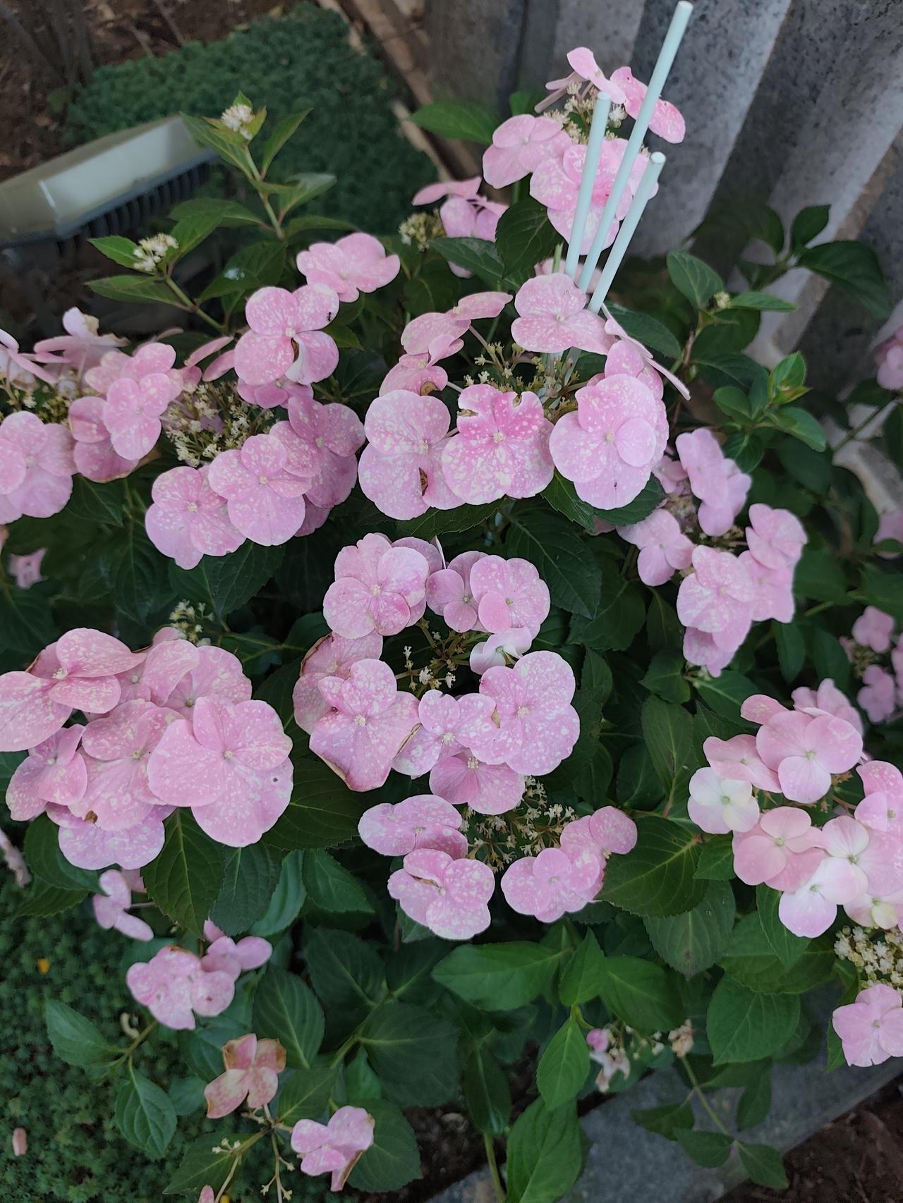 要说最美的野花，我选这株落跑新娘。头一次在绣球花身上看到这种粉粉的颜色，当然要好