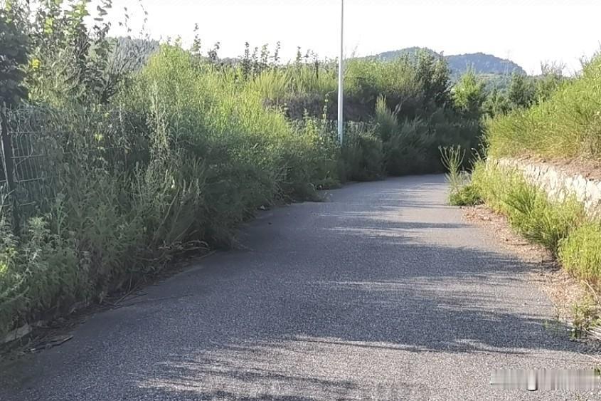 道边的护路树去哪了？事出反常应有妖？

最近参加一偏远地区涉农项目调查，沉到基层