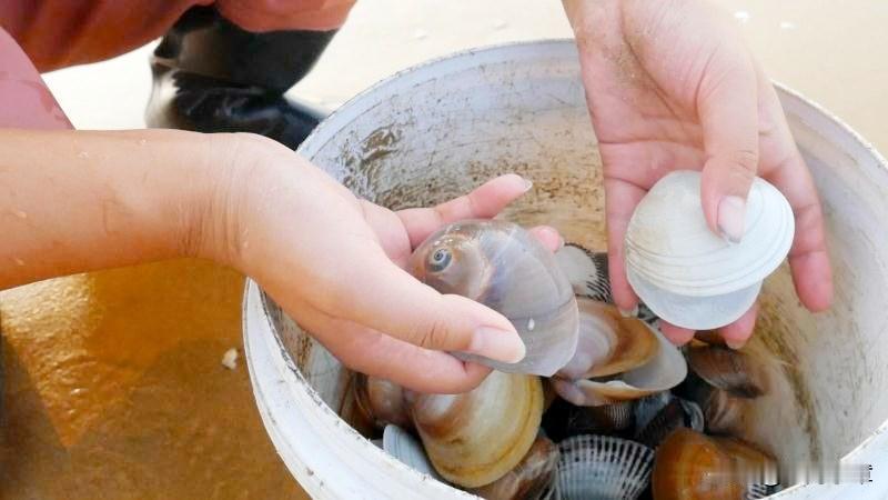 每个贝壳都是我从海边精挑细选，再拿回家认真洗刷，再晒一天再给大家打包发货的。所以