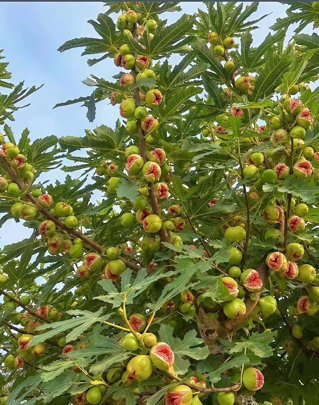 无花果，熟透了，裂开了口子，露出来红彤彤的果肉。远看像一朵朵小红花。无花果如果会