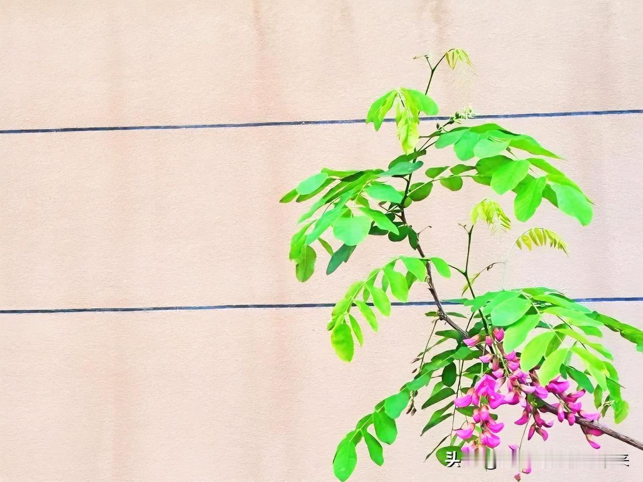 晒晒你镜头下的春色春景