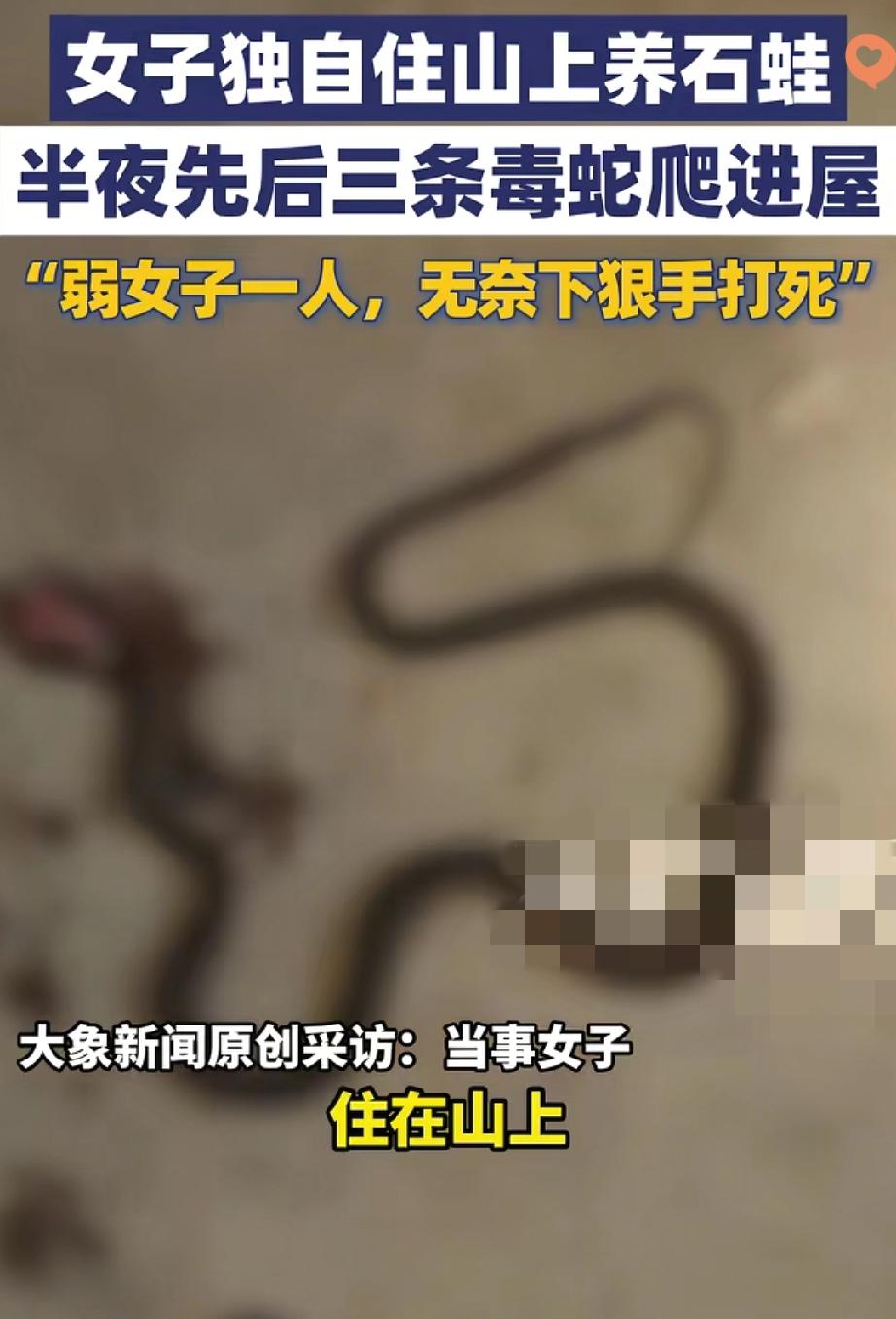 湖南永州这大姐也太狠了！
睡前撞见三条剧毒短尾蝮蛇爬向床边，不跑不叫抄起木棍就全