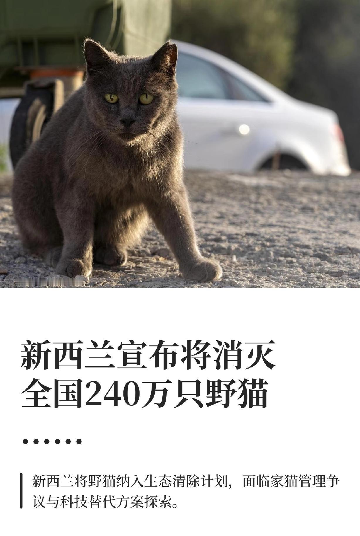 新西兰宣布将消灭200多万野猫。
国内流浪猫流浪狗数量估计也不少，尤其是流浪猫，