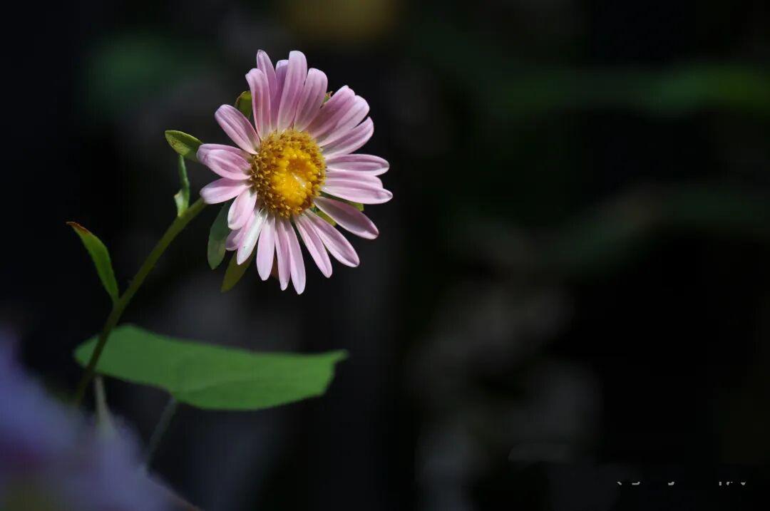 一棵小小小秋菊……