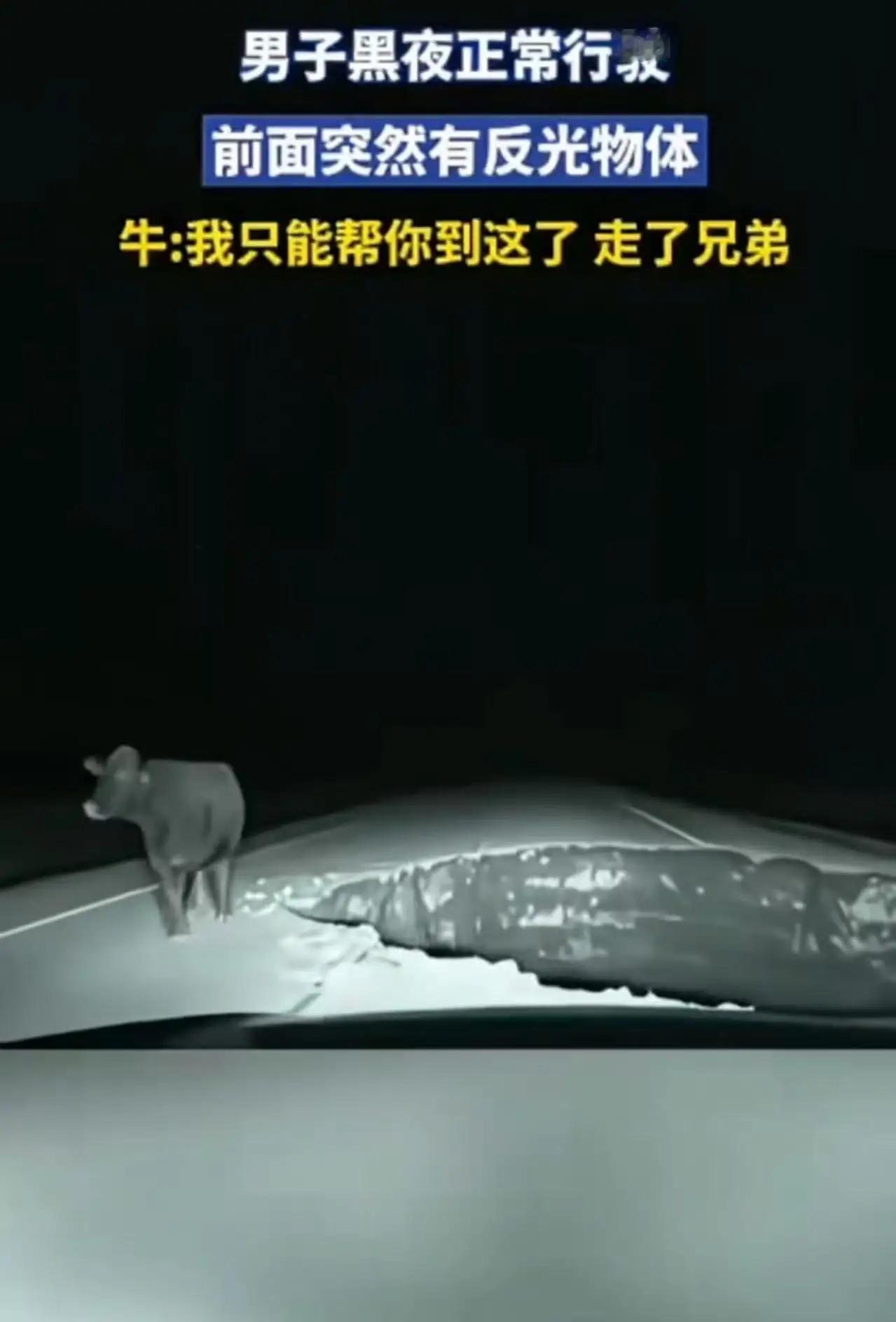 男子夜里开车，前面突然出现一个巨物，而且眼睛还会反光！男子吓了一跳，猛踩刹车后一