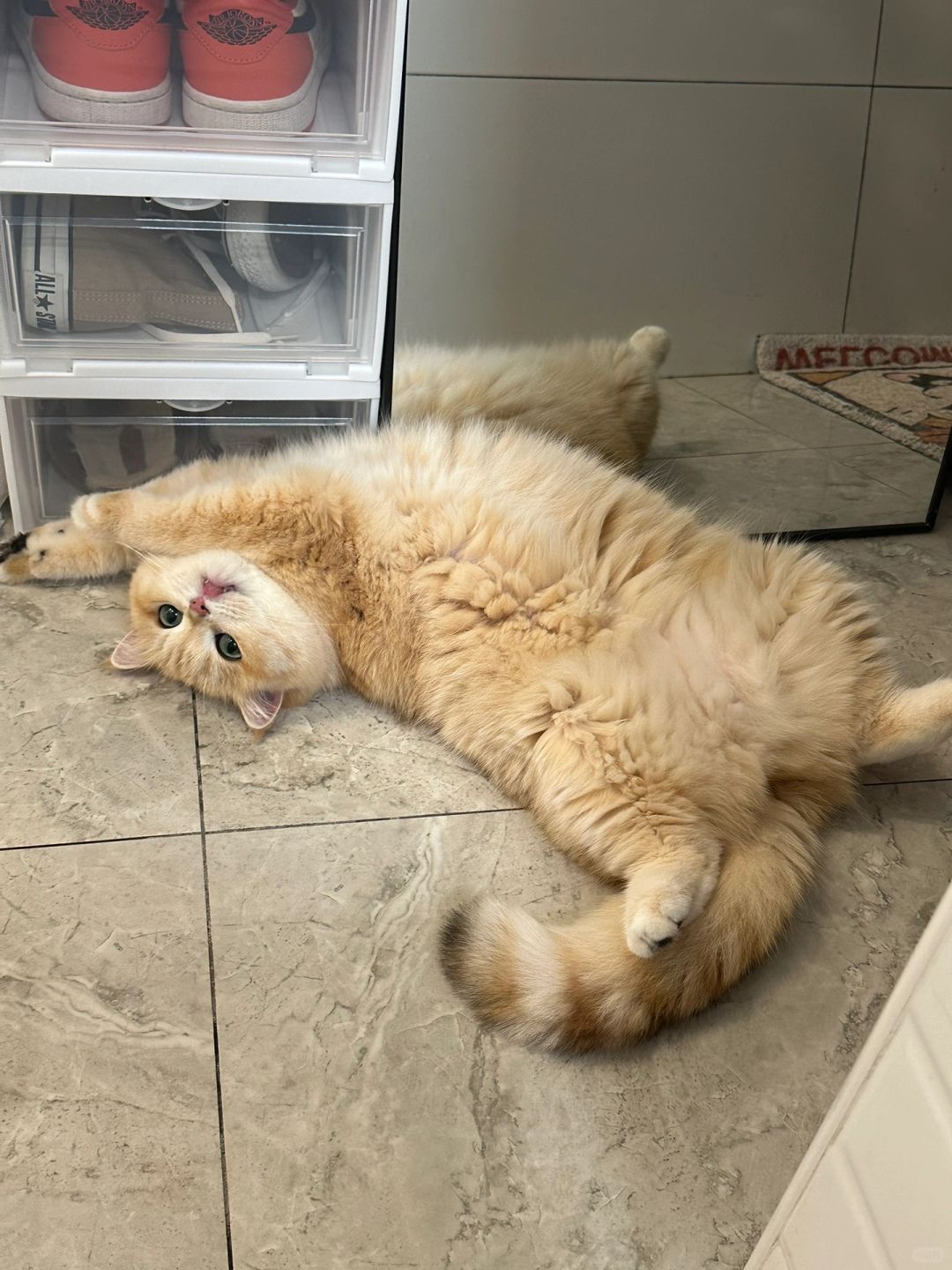 听说每多吸一次猫，就会多感染猫咪病毒