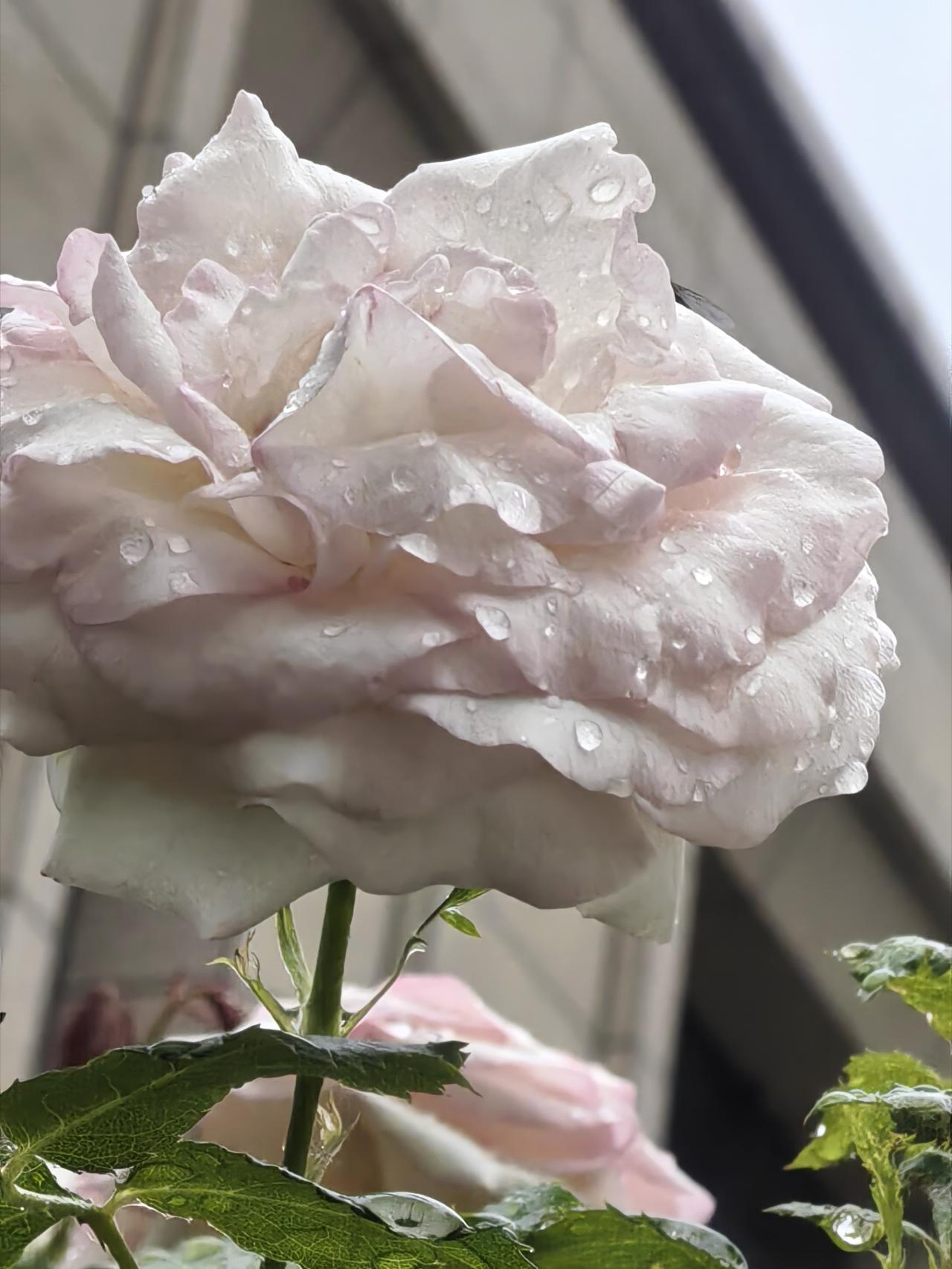 别让口头禅伤害了你。
身边很多人都有口头禅，出口就“我Cao”、“奶奶滴”，似骂