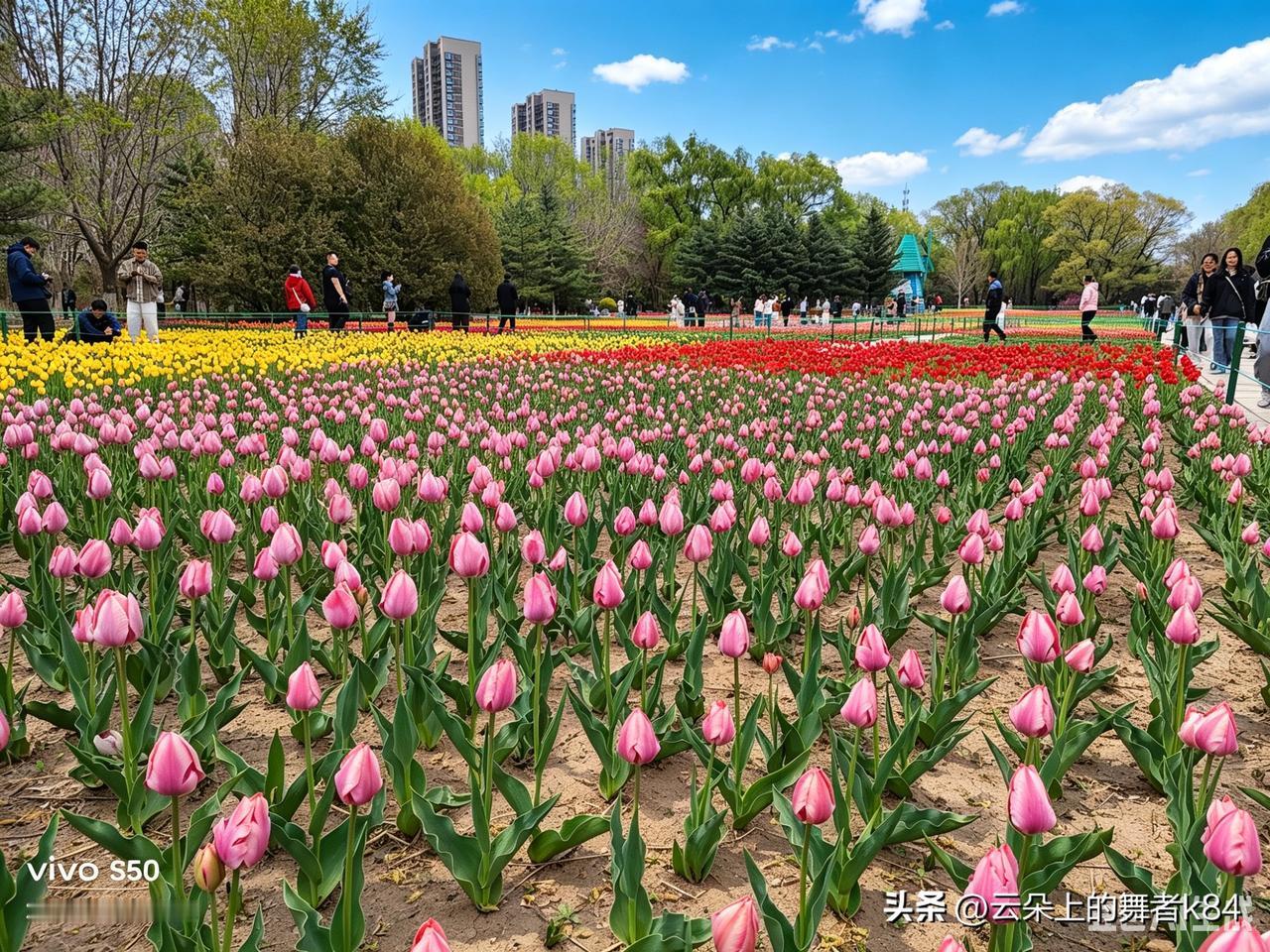 有没有好看的风景图片分享三天前来这里郁金香只开了一部分，今天再次光顾，满眼都是花