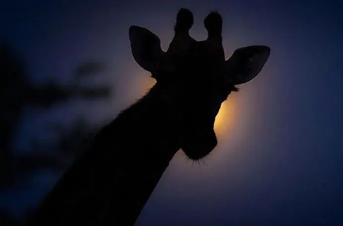 天地宽阔 万物自由｜Brendon Cremer#生活手记#  ​​​