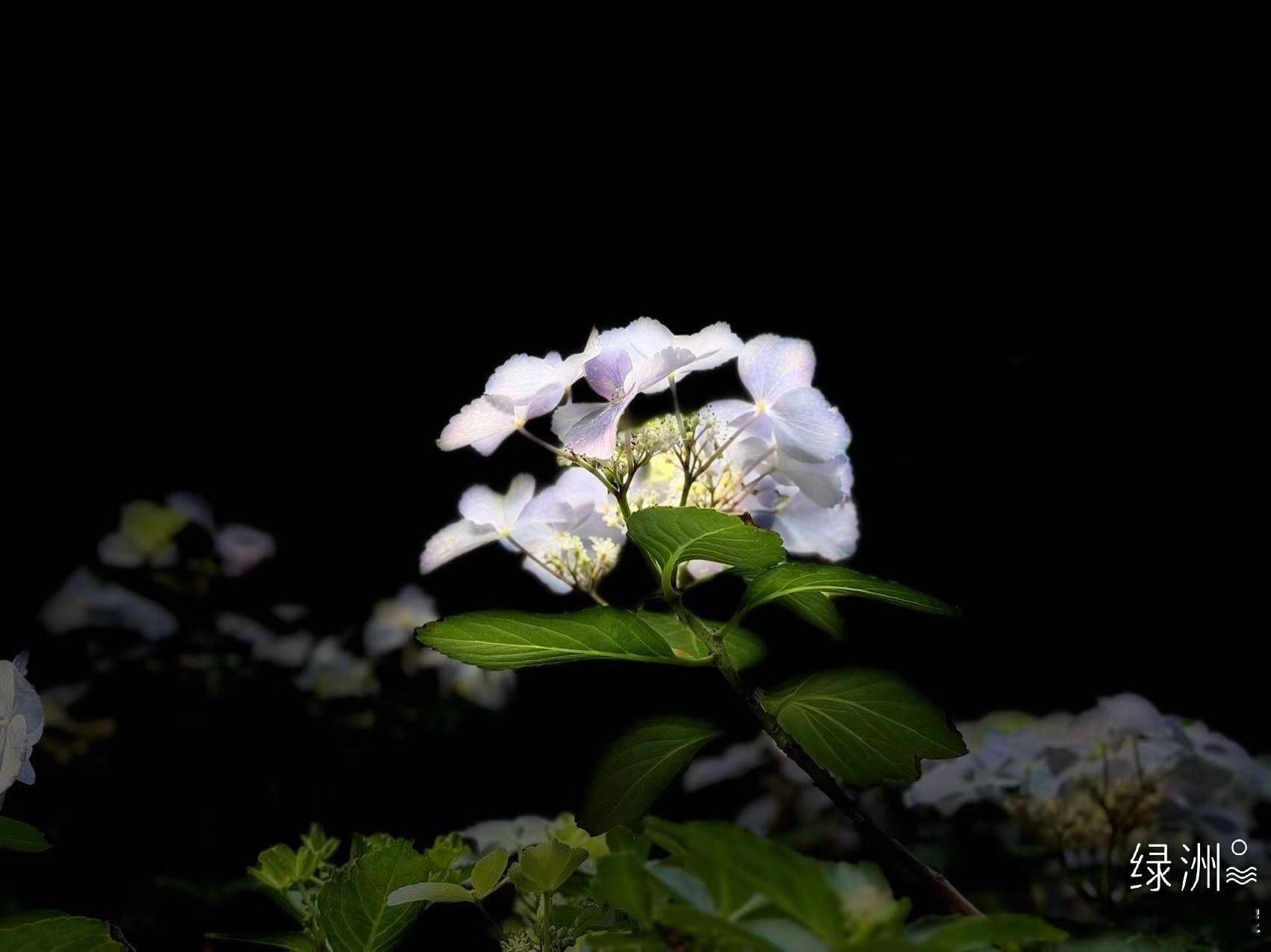 总在记忆里  （1600）：至今，宋昊然大画家走了1600天，他在网络世界里已重