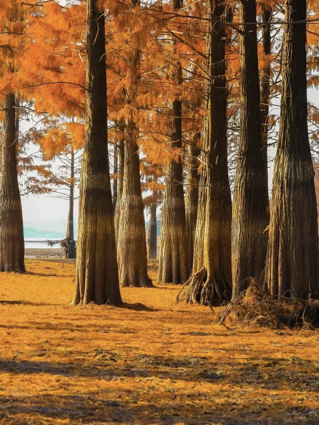 【情绪是一把枪，当我们扣动情绪的扳机，枪口其实是对准了自己】
        情