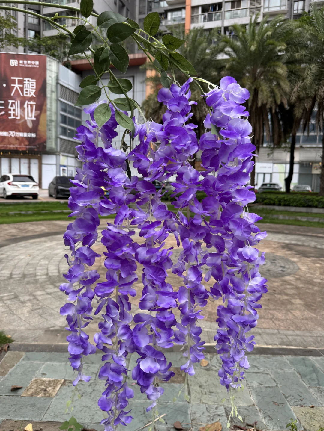 🌸垂吊藤条阿勃勒造景新宠
