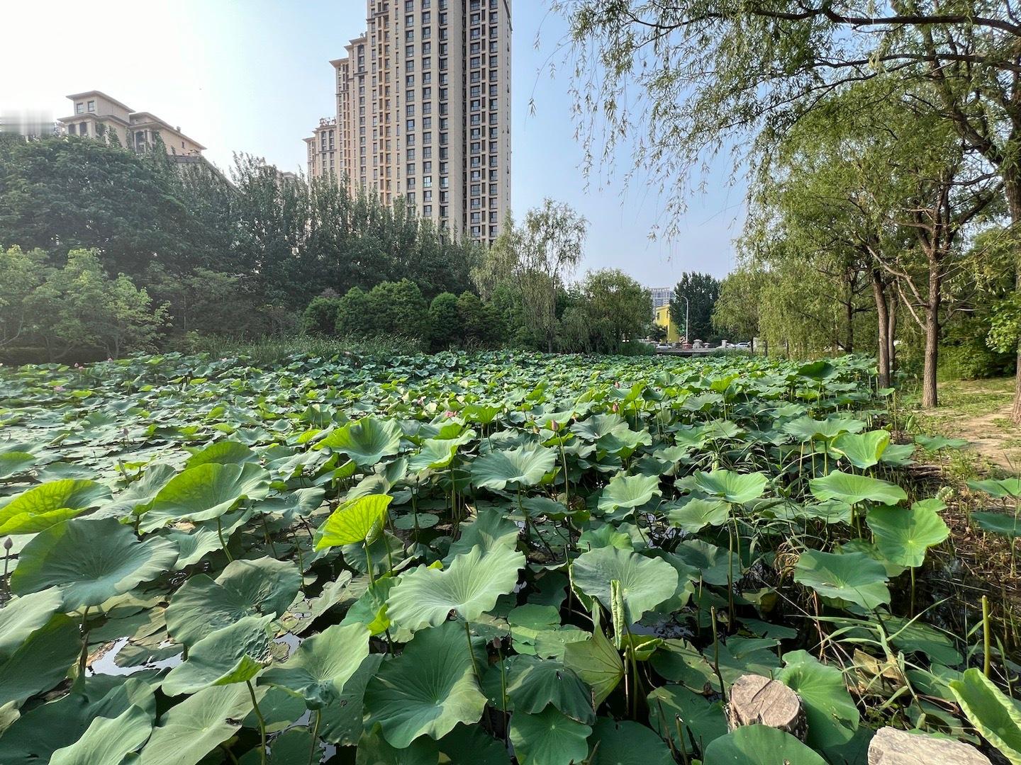 仲夏在池 ​​​