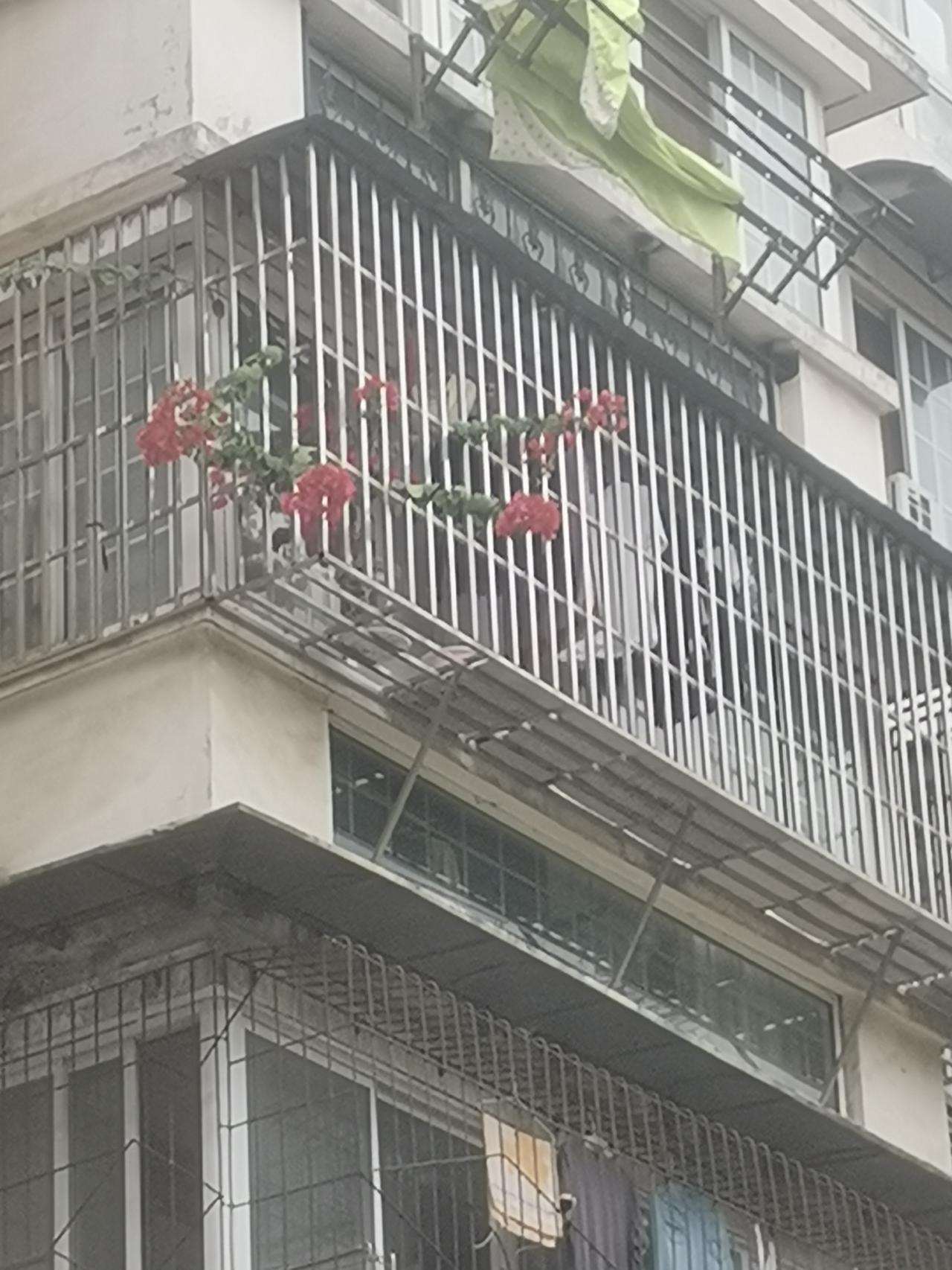 这是小区里一户人家阳台上种的花，红色的花朵旁逸斜出。
因为隔得远，我没看出是什么