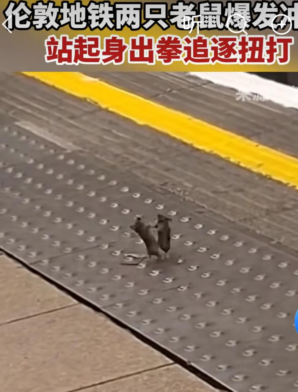 伦敦地鼠闹擂台，
挥拳相斗各逞才。
大洋彼岸观此景，
恰似美邦派系掰。