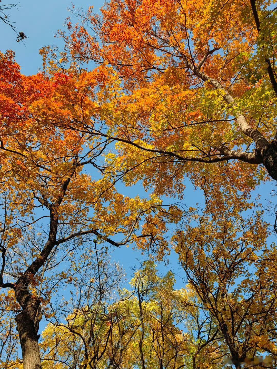 哇塞，这就是秋天的美啊，这树看起来让人颇为感慨，惊艳了整个秋天 