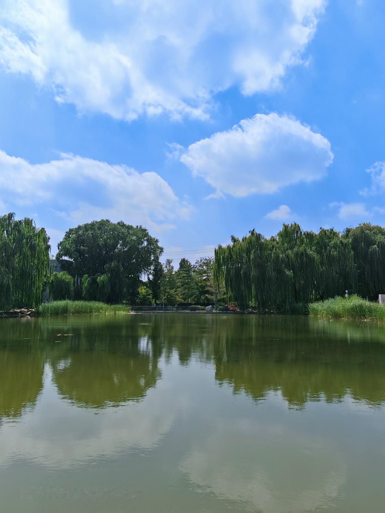 今日分享随手拍照片风景独好