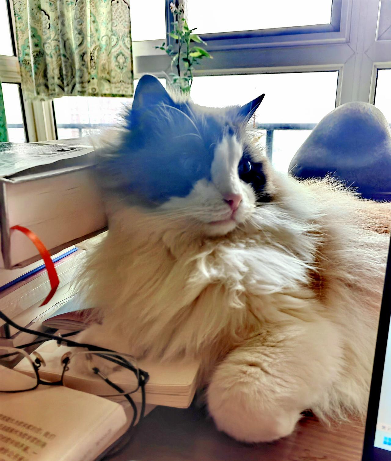 多多与我的日常生活