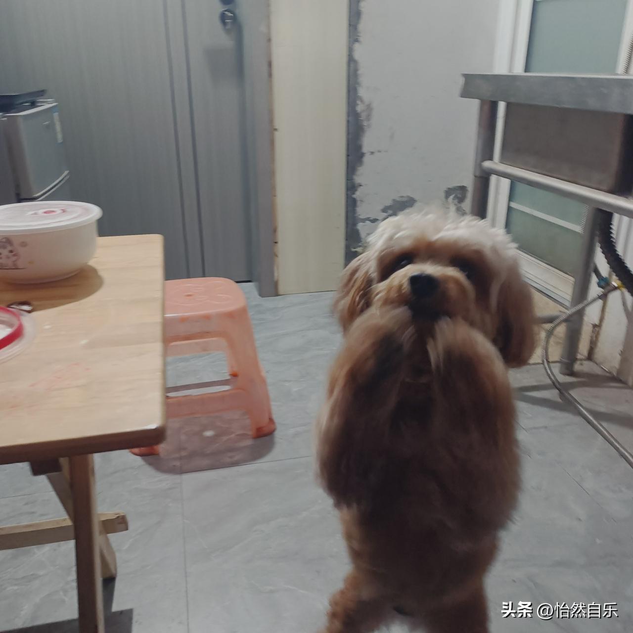 如今越来越多人愿意养狗，为了这事儿，我好奇问了一下养狗狗的朋友，他告诉我主要是狗