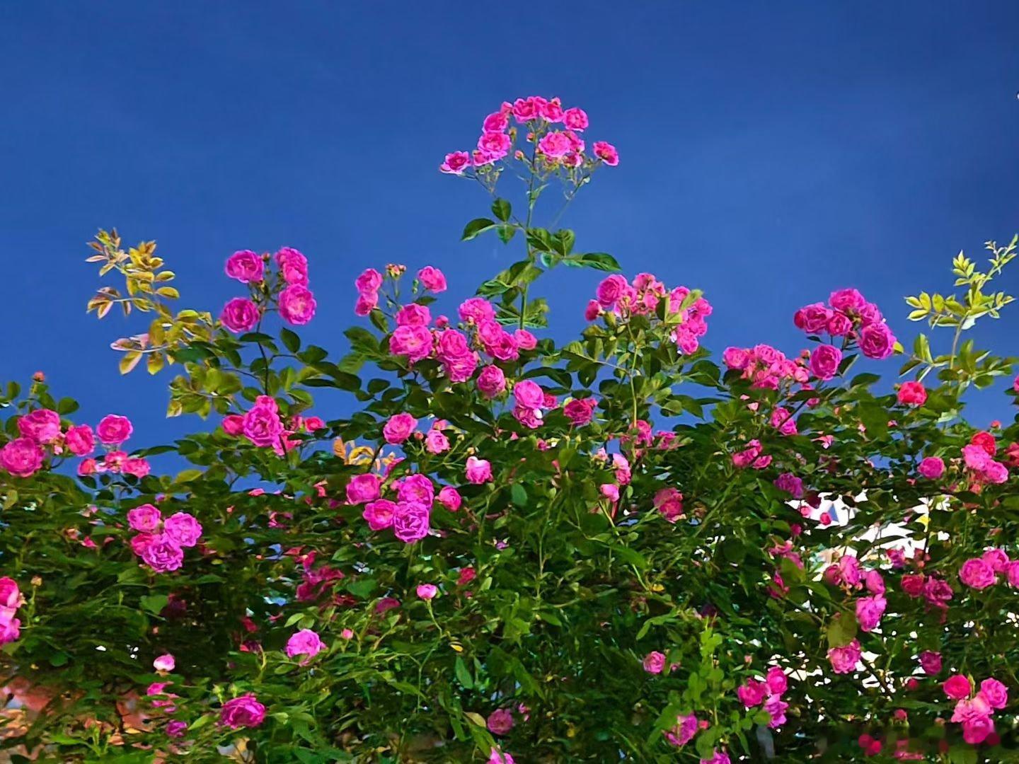 随手拍美景 粉红色的蔷薇花开……用眼睛寻找美丽江南天天拍江南手影好摄天下 马鞍山