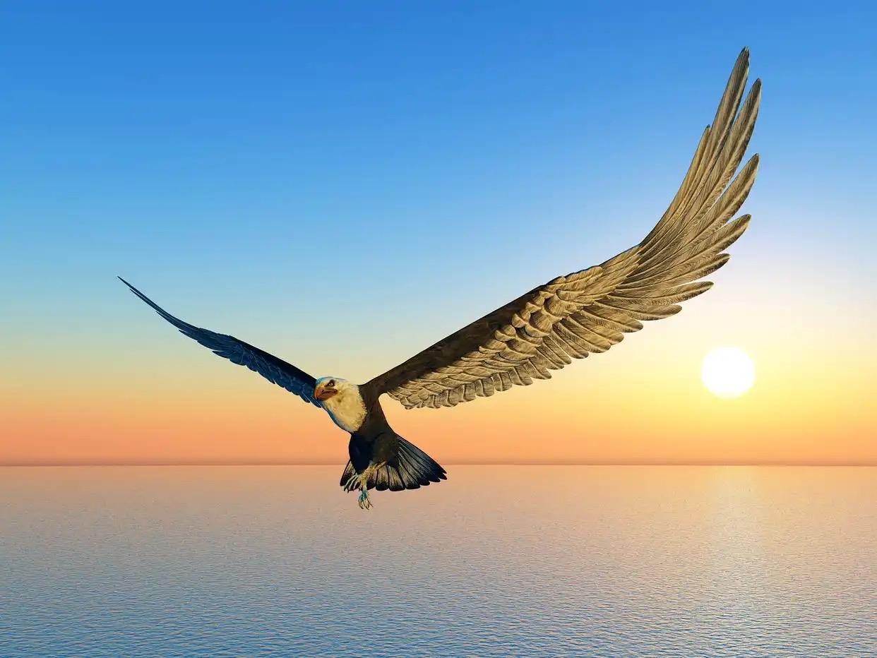 杏园芳 · 雄鹰

雄鹰展翅飞翔。轻轻掠过骄阳。狂风暴雨不惊慌。可猖狂。

天空